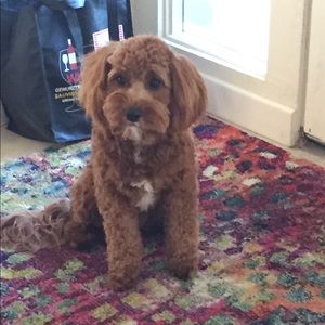 Meet your Posher, Debbie